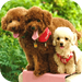 Poodle Wallpaper HD